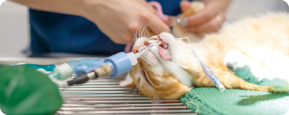 泉南動物病院画像