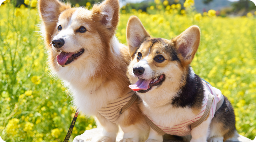 泉南動物病院画像