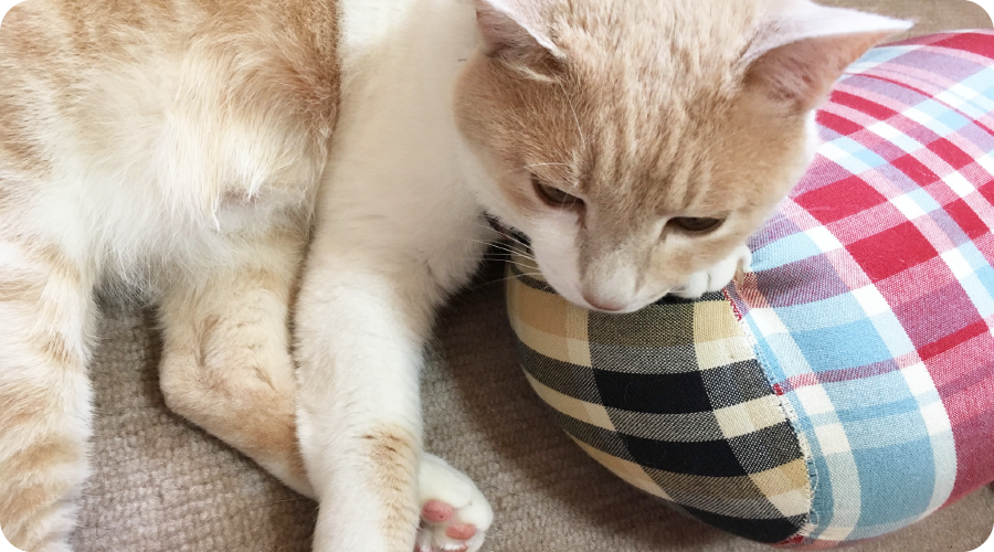 泉南動物病院画像