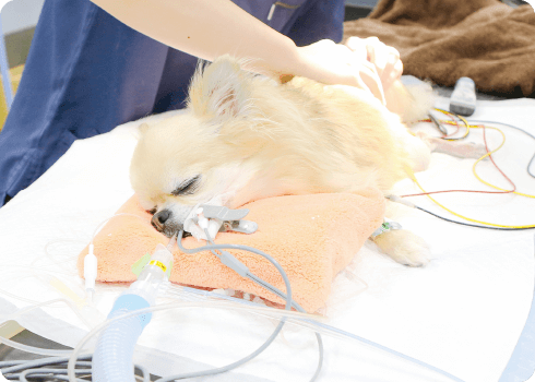 泉南動物病院画像