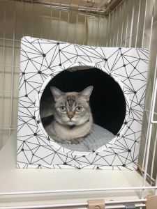 泉南動物病院画像