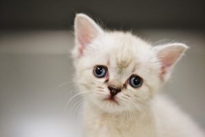 泉南動物病院画像
