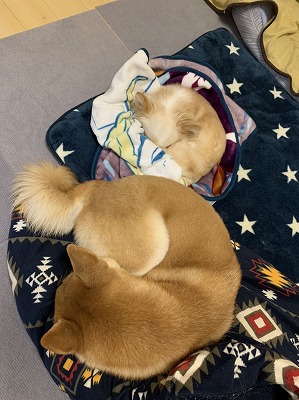 泉南動物病院画像