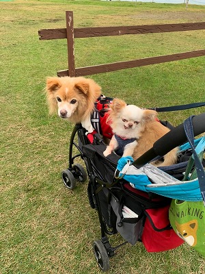 泉南動物病院画像