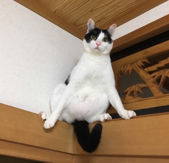 泉南動物病院画像