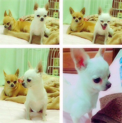 泉南動物病院画像