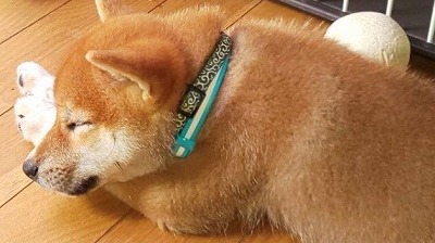 泉南動物病院画像
