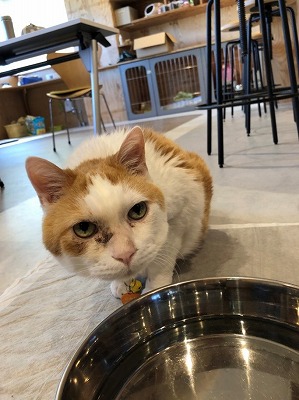 泉南動物病院画像