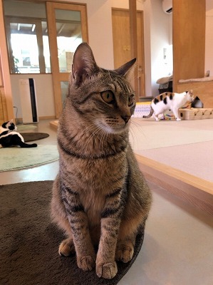 泉南動物病院画像
