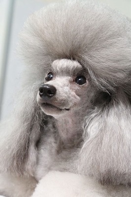 泉南動物病院画像