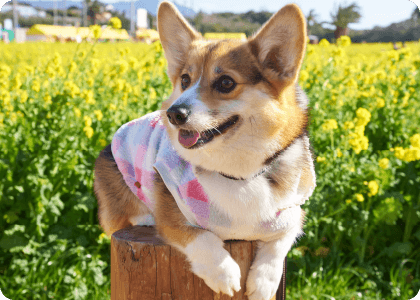 泉南動物病院画像