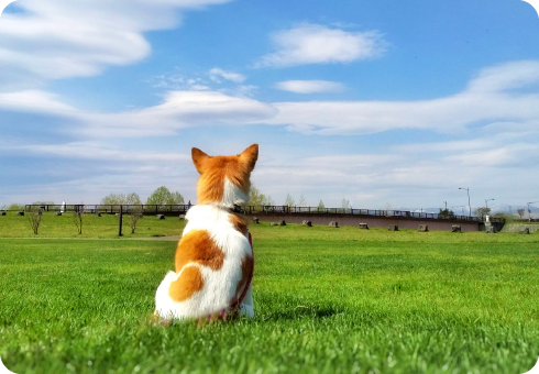 泉南動物病院画像
