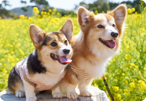 泉南動物病院画像