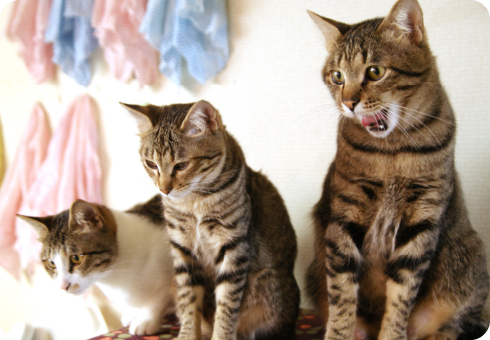 泉南動物病院画像