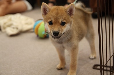 泉南動物病院画像