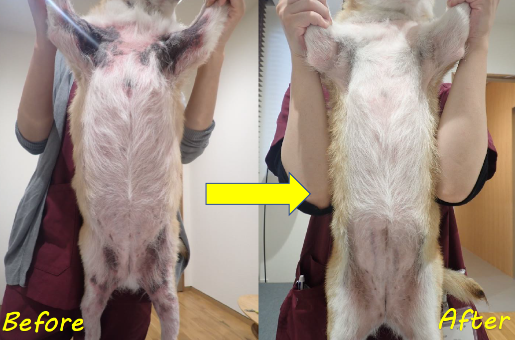 泉南動物病院画像