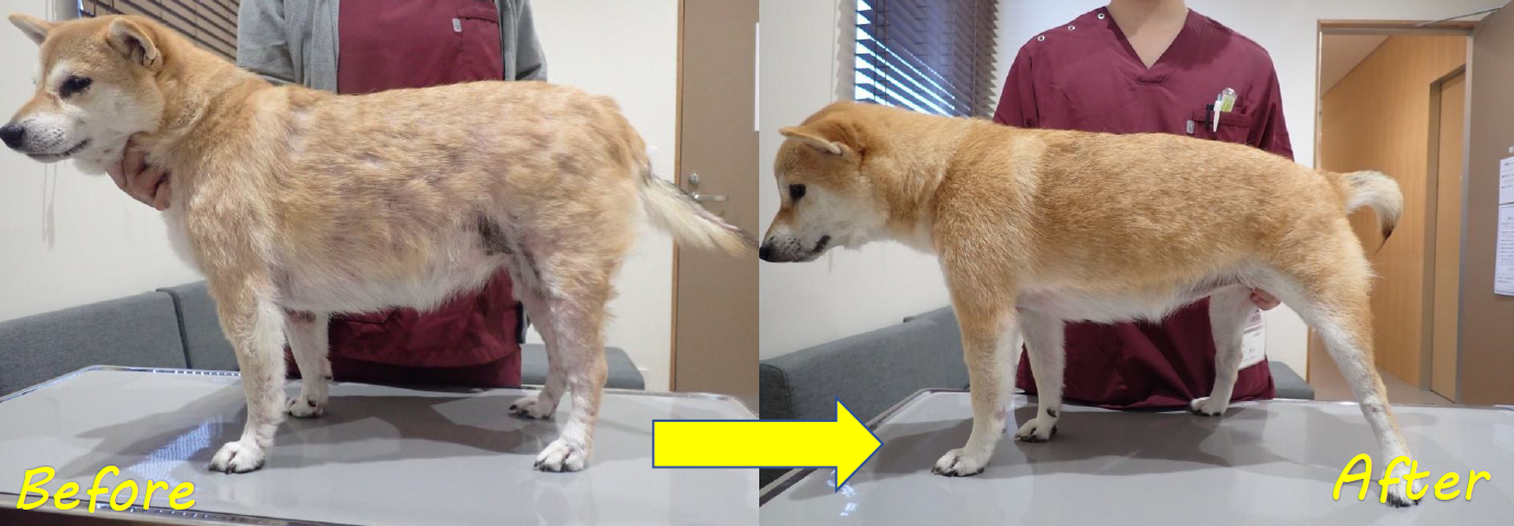 泉南動物病院画像