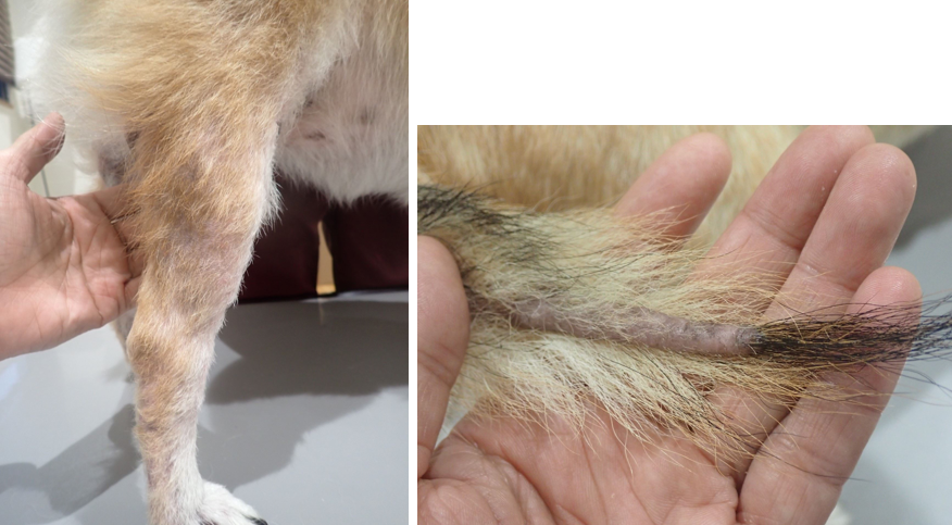泉南動物病院画像