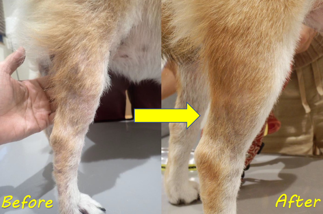 泉南動物病院画像
