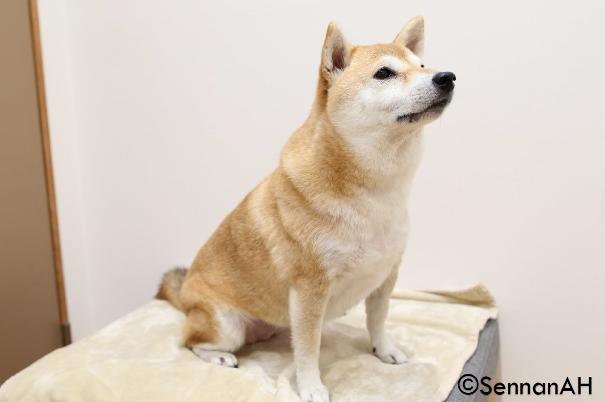 泉南動物病院画像