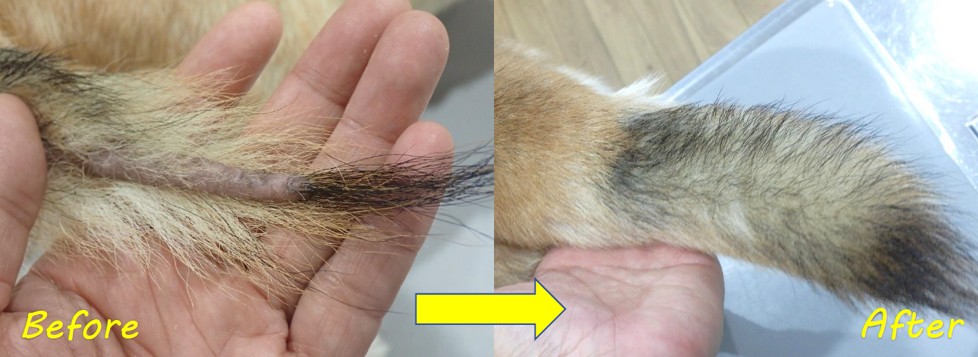 泉南動物病院画像