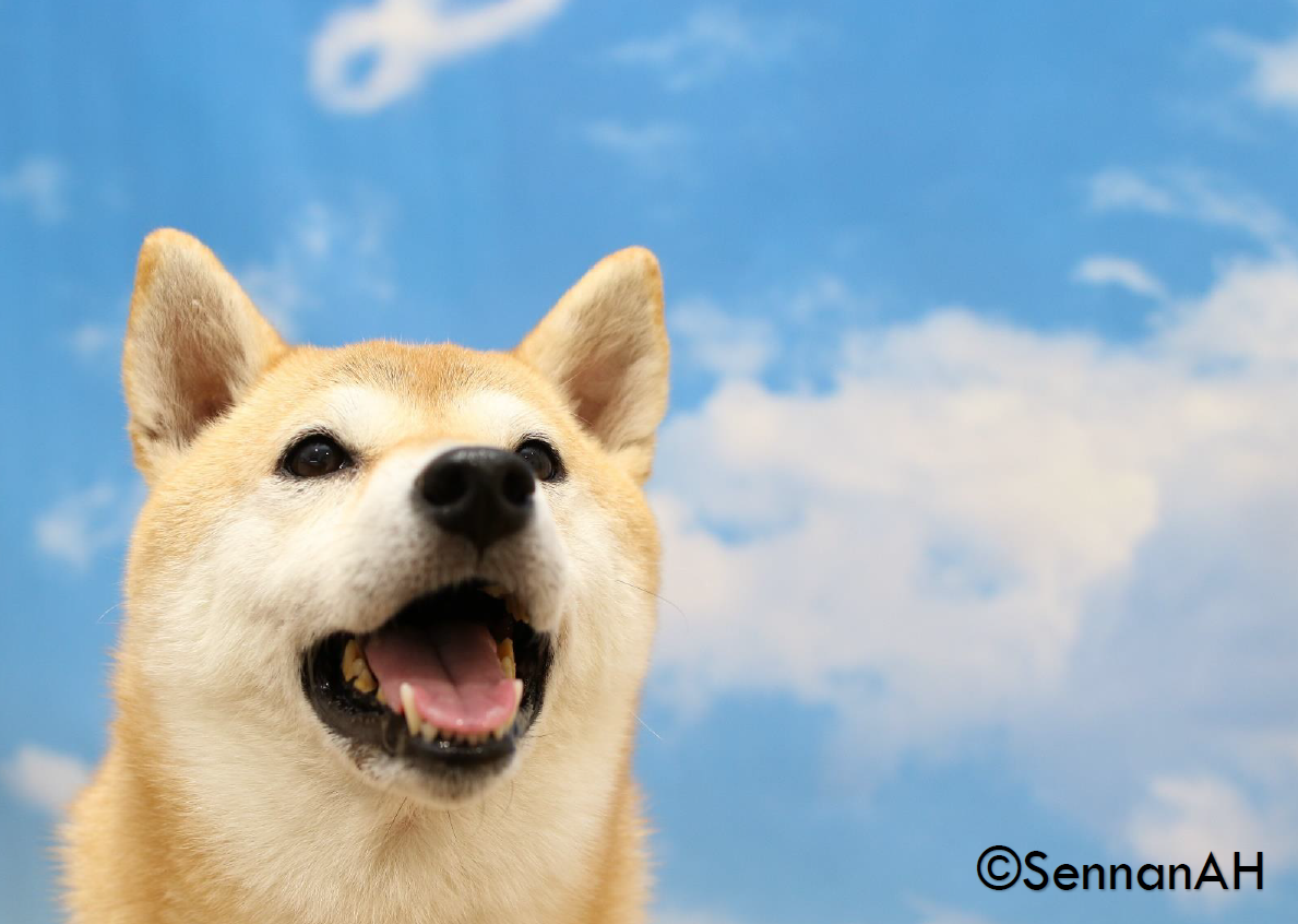泉南動物病院画像