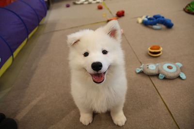泉南動物病院画像