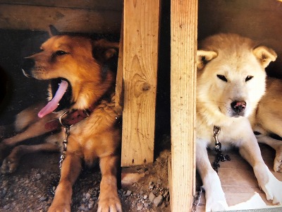 泉南動物病院画像