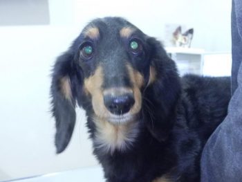 泉南動物病院画像