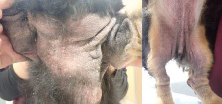 泉南動物病院画像