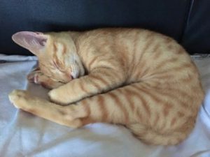 泉南動物病院画像