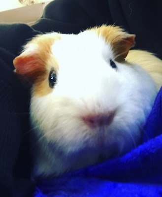 泉南動物病院画像