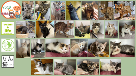 泉南動物病院画像