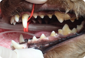 泉南動物病院画像