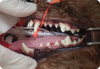 泉南動物病院画像