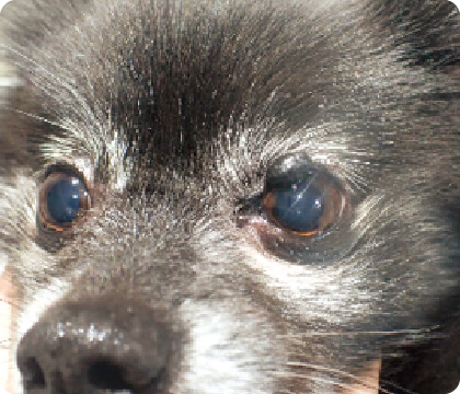 泉南動物病院画像