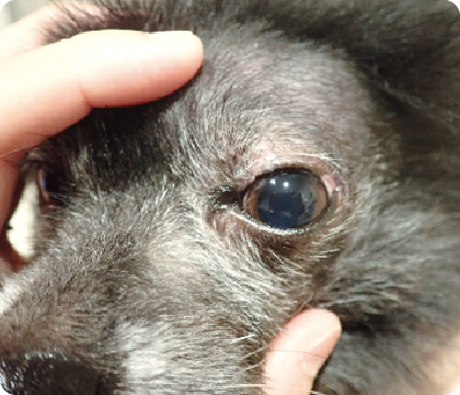 泉南動物病院画像