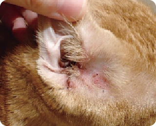 泉南動物病院画像