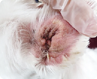 泉南動物病院画像