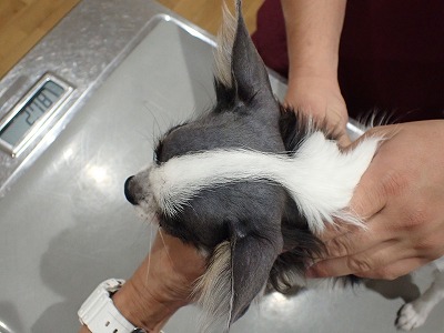 泉南動物病院画像