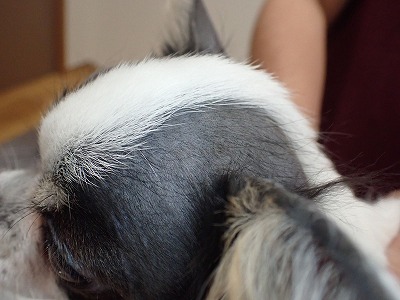 泉南動物病院画像