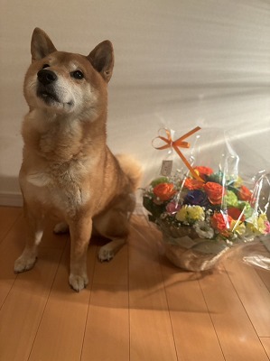 泉南動物病院画像
