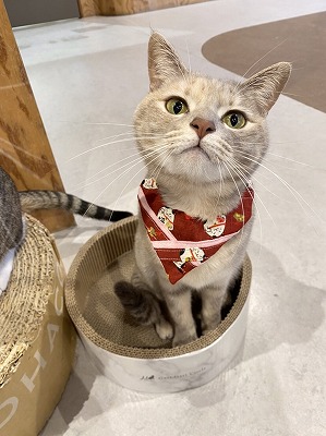 泉南動物病院画像
