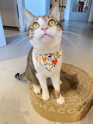 泉南動物病院画像