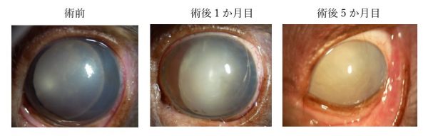 泉南動物病院画像