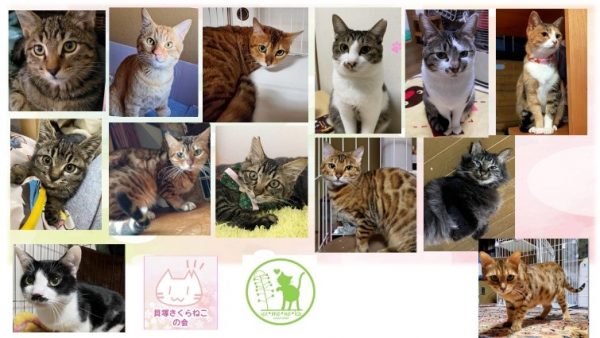 泉南動物病院画像