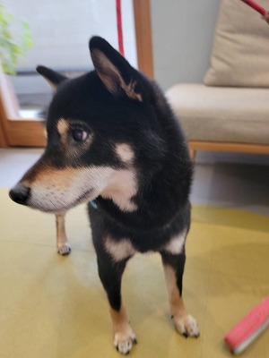 泉南動物病院画像