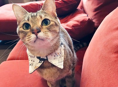 泉南動物病院画像