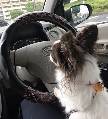 泉南動物病院画像