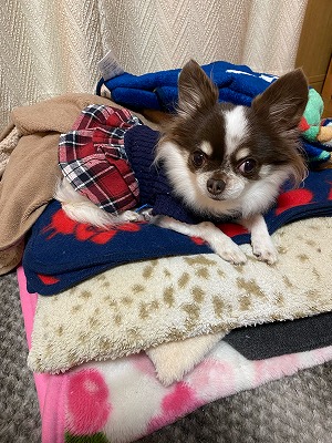 泉南動物病院画像